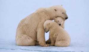 Polar-bears.getty-427980