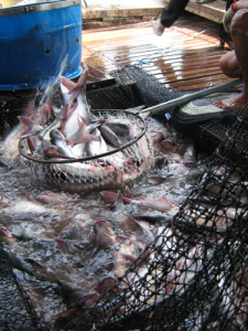 Netting-the-Fish